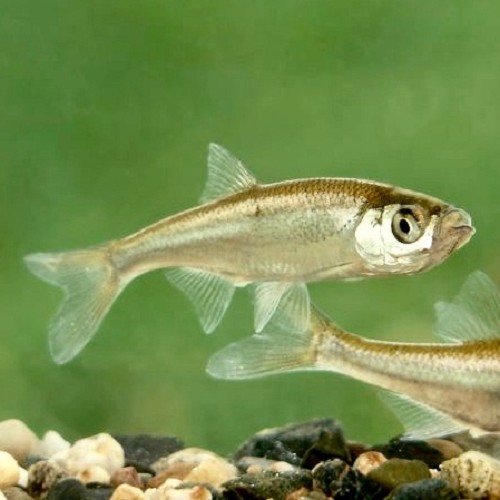 Leucas delineatus - Able de Heckel XL